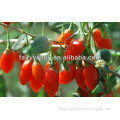 Come Here To Buy Organic Goji Berry Plant Bush Seeds For Growing Nutrition Berries